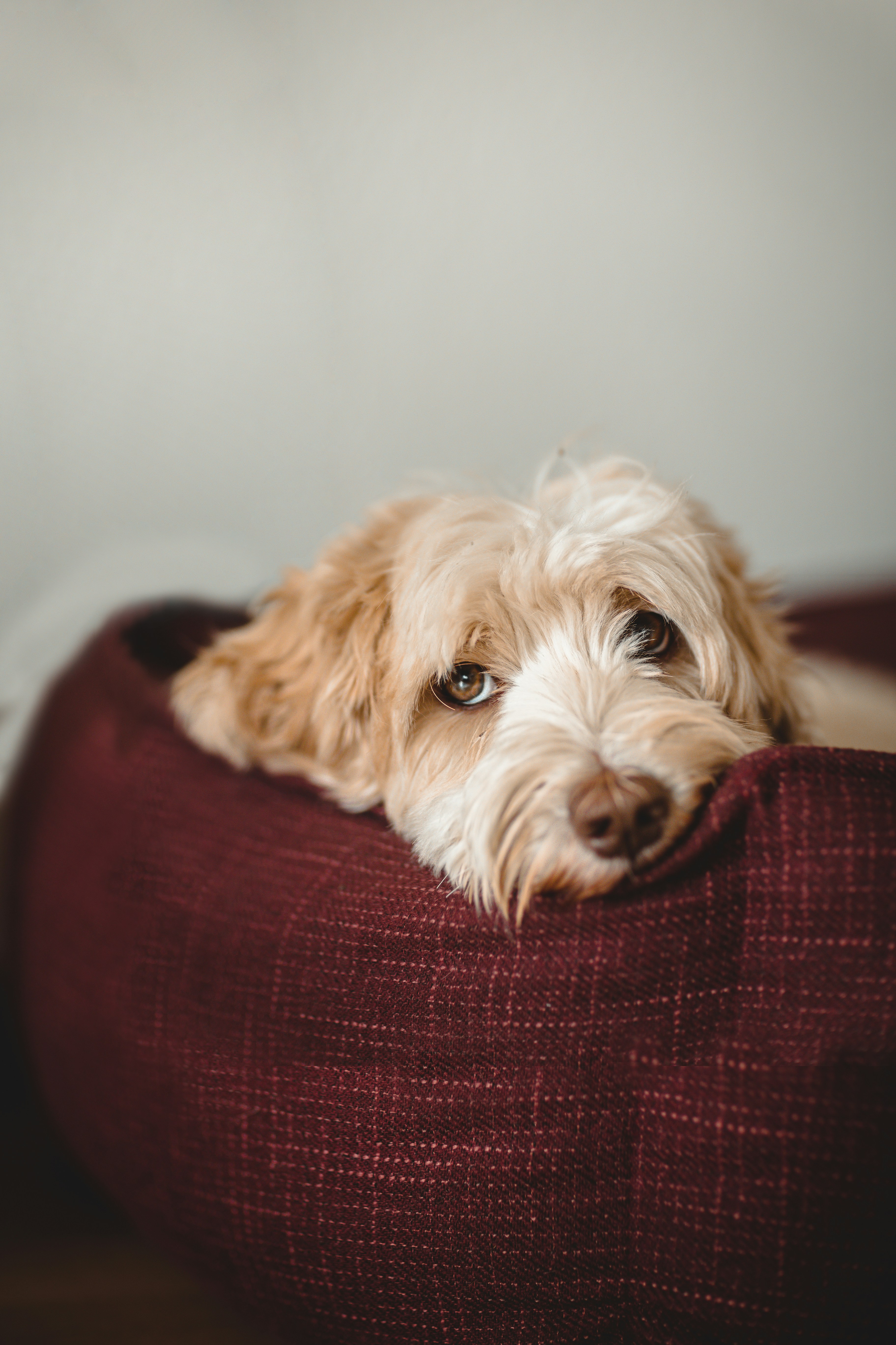 Cosy pet bed — custom made at Amber's