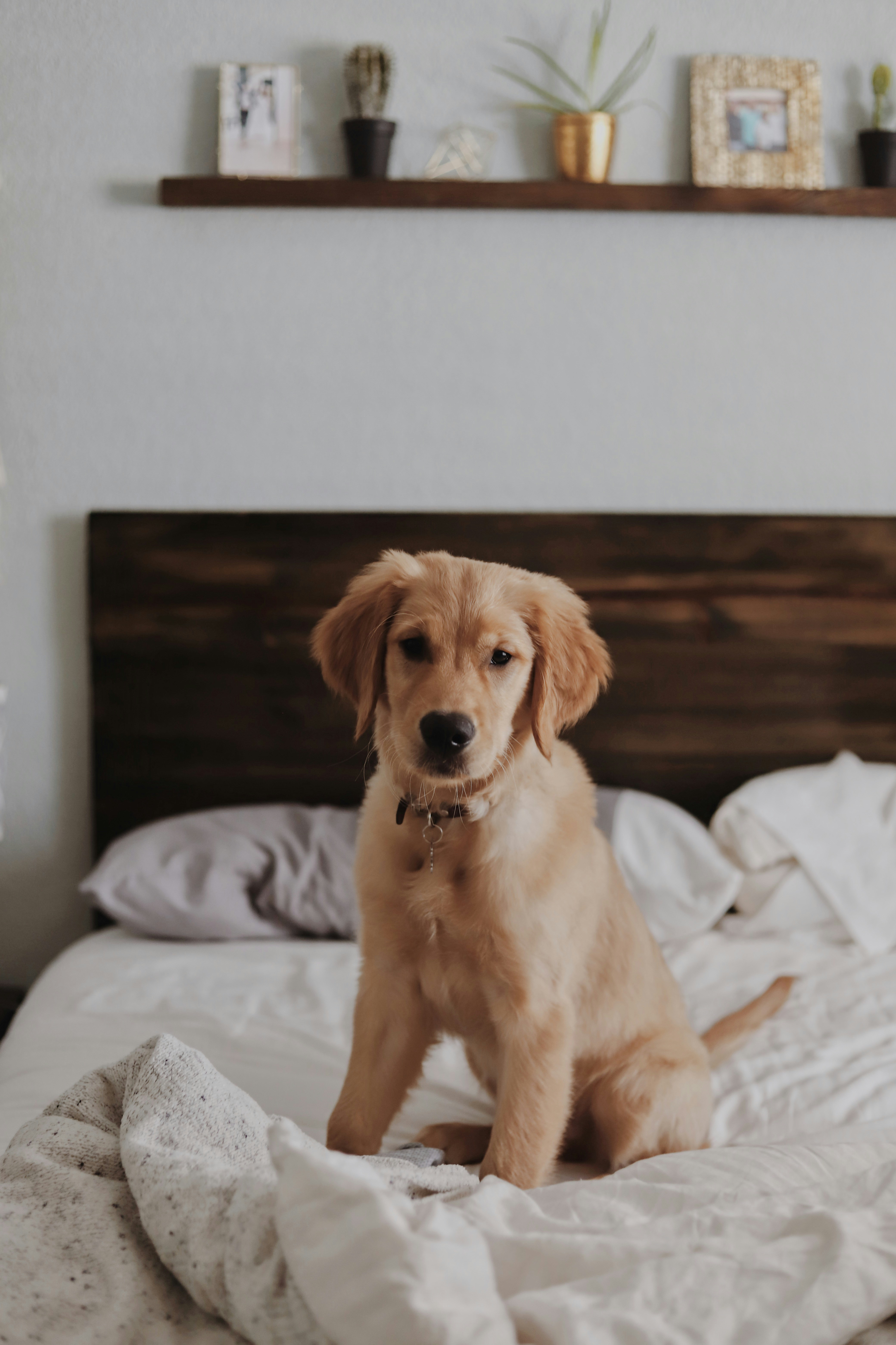 Handmade dog bed